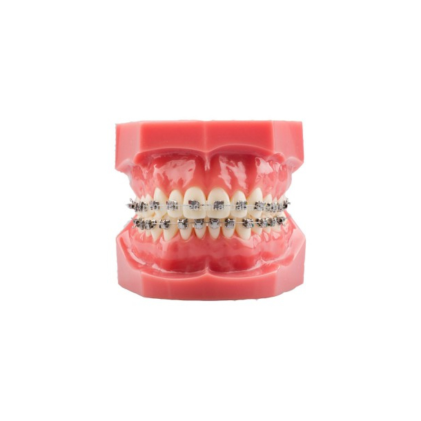 TYPODONT MINI SPRINT