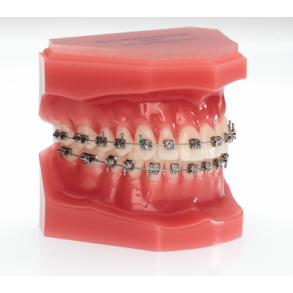 TYPODONT BIOQUICK S/L