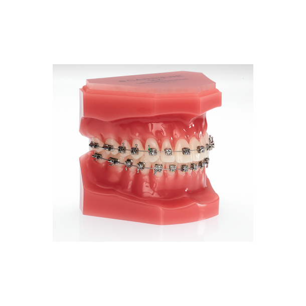 TYPODONT BIOQUICK S/L