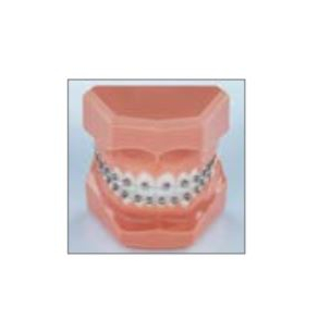 TYPODONT Experience M WITH HINGE