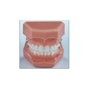 TYPODONT CHIC MINI 7-7