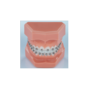 TYPODONT LEGEND medium 7-7